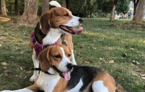 比格犬智商高嗎