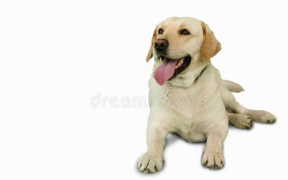 狗狗的皮膚病有哪些種類?
