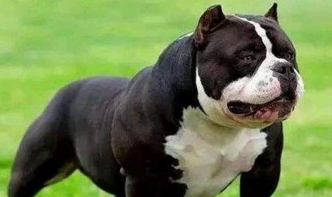 惡霸犬與比特犬的區別