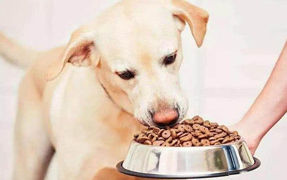 狗狗眼皮邊緣長了個紅疙瘩