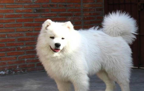成年愛斯基摩犬多久驅蟲一次