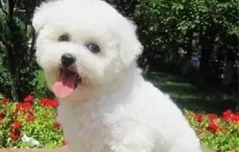 狗狗走丟了會回來嗎