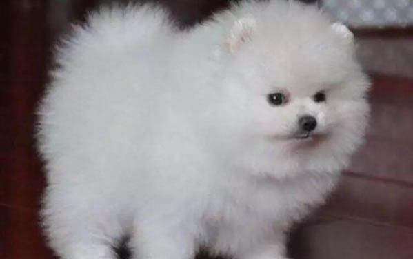 狗狗洗完澡為什么還是臭臭的