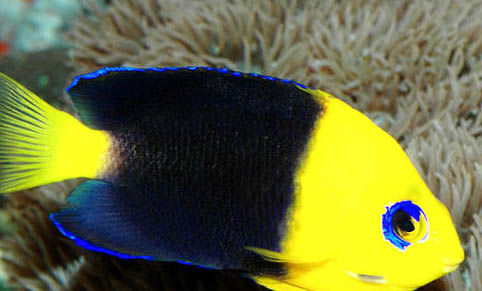 孔雀魚的繁殖溫度
