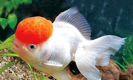 鶴頂紅金魚頭部潰爛是什么原因