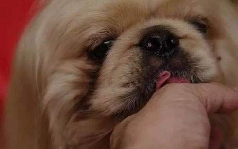 狗對人類真的有感情嗎