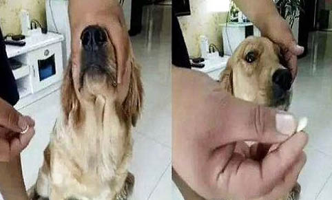 犬瘟熱治療費用一般多少錢