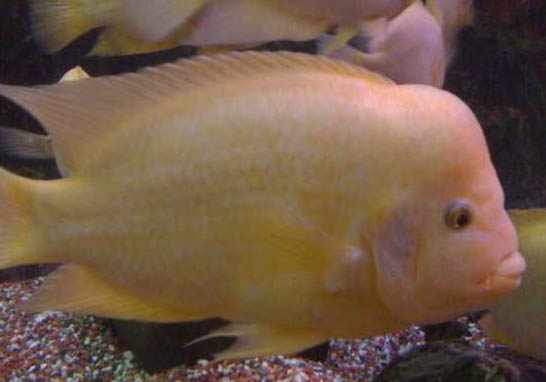 地圖魚吃顆粒飼料嗎
