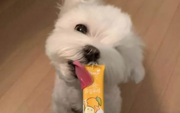 什么母狗合適單身男人