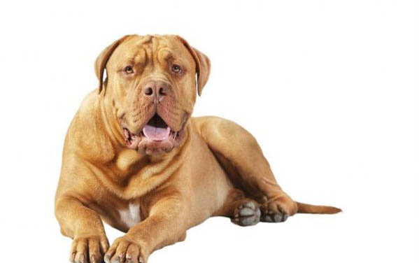 狗狗貧血的癥狀表現