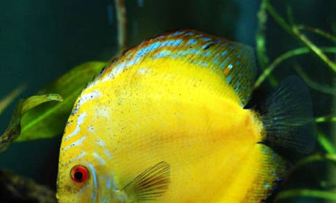 新手怎么養魚不會死