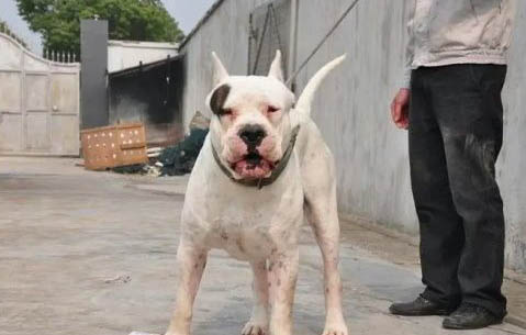 杜高犬的優缺點