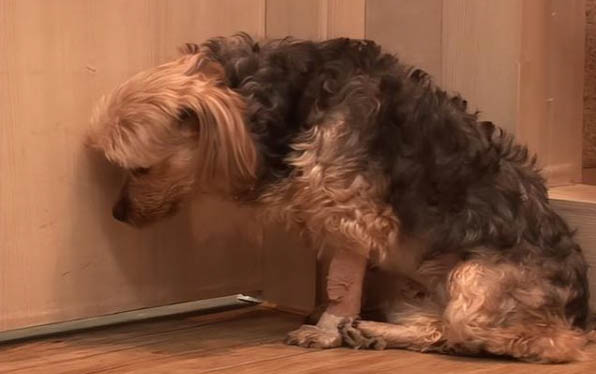 狗狗發燒摸哪里?