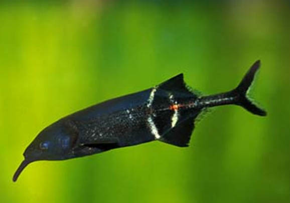 熱帶魚魚缸水渾濁怎么處理