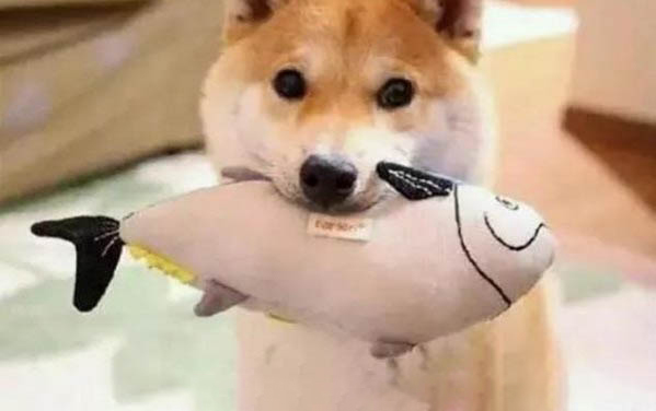 怎么辨別柴犬幼犬真假