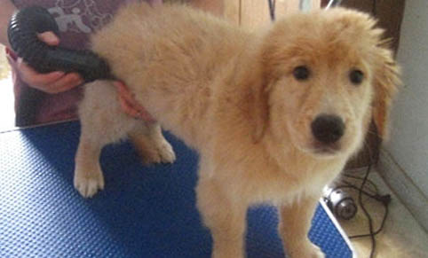 狗狗來月經吃什么補血