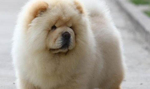 松獅犬和哈士奇哪個(gè)好養(yǎng)