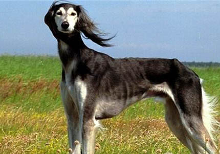 米格魯獵犬的缺點(diǎn)