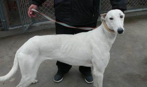 格力犬價(jià)格多少錢一只