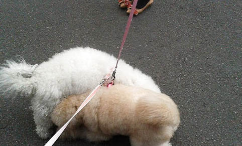狗接觸犬瘟后多久發病