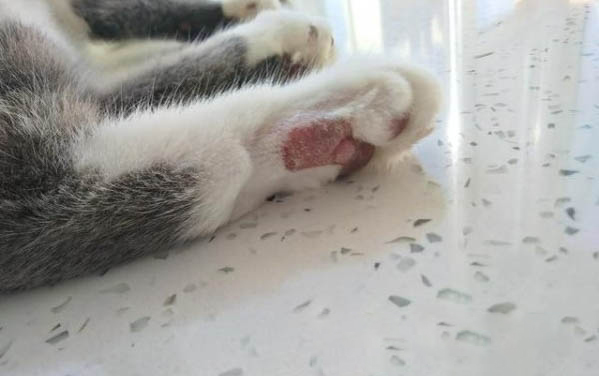 小貓脖子上有小疙瘩是淋巴結嗎?