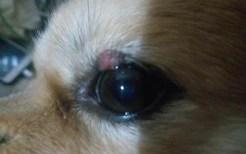 狗狗嗆氣管急救處理