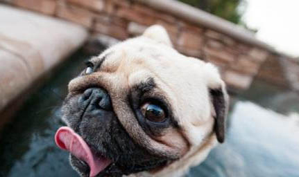 巴哥犬什么時(shí)候配種合適呢
