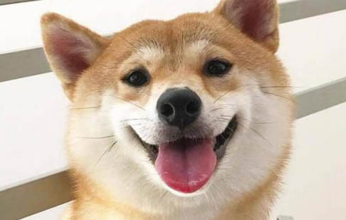 狗狗感染犬瘟初期會吧唧嘴嗎?