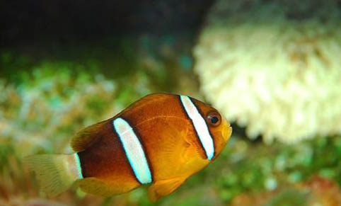 釣魚晚上12點后為什么沒口了