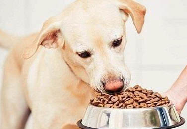 瘋狂的小狗狗糧能吃