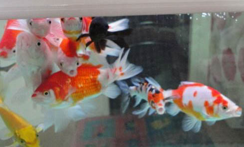 錦鯉和金魚的區別