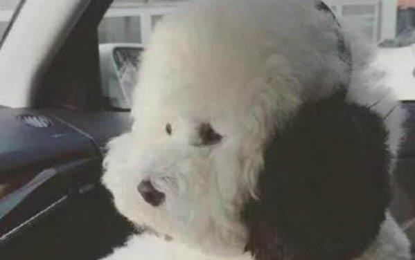 小狗眼睛上有眼屎怎么辦
