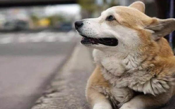 狗狗咳嗽腹部抽搐