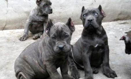 卡斯羅犬幼犬怎么喂養?