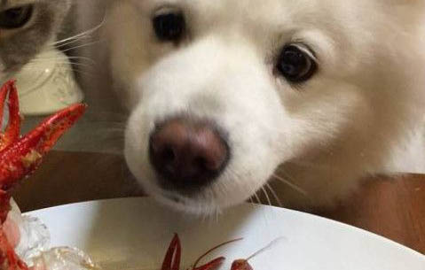 狗狗做完絕育手術后多久可以進食？