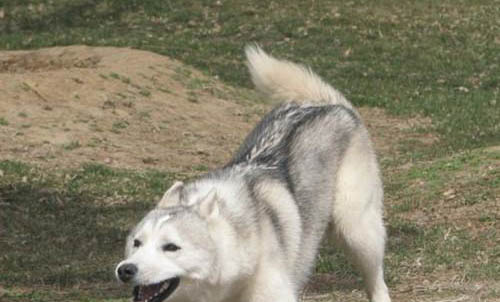哈士奇幼犬多少錢一只?