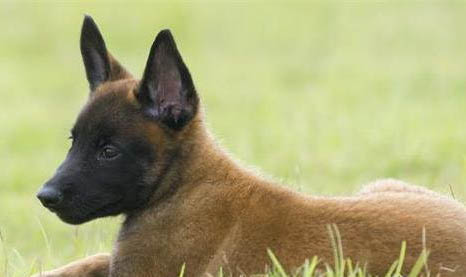馬犬幼犬喂養禁忌有哪些
