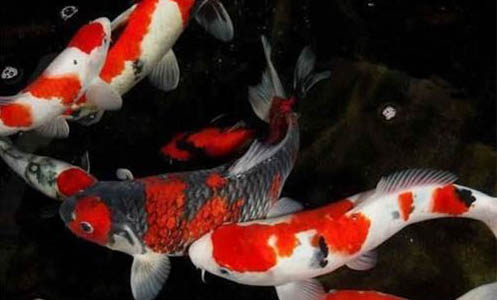 錦鯉會不會自己繁殖小魚