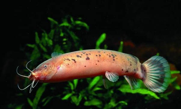 觀賞魚身上有白點怎么回事