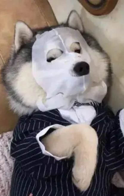 養(yǎng)狗身上癢癢的原因及處理方法
