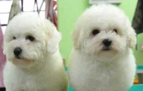 比熊犬手術(shù)傷口多久恢復(fù)