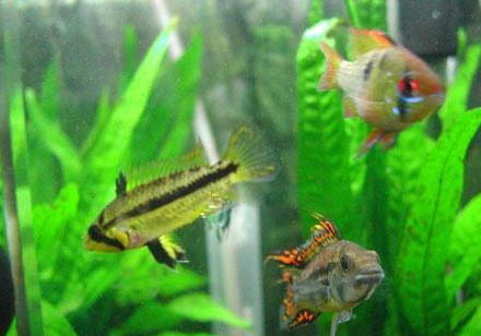 紅鯽魚怎么養不會死