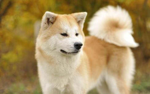 秋田犬為什么要被禁養