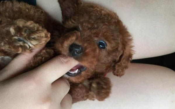 怎樣調理狗狗的腸胃?