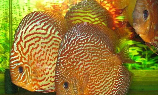 七彩神仙魚可以和鸚鵡魚混養(yǎng)嗎