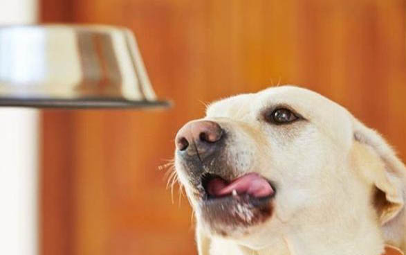 狗狗頸椎壓迫神經如何治療比較好