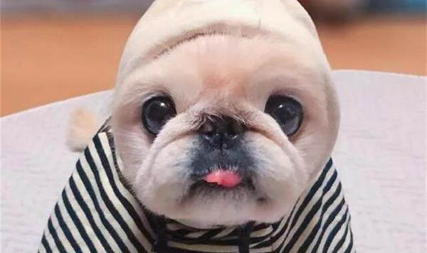 成年犬多久驅蟲一次