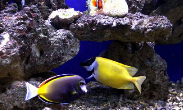 觀賞魚(yú)打印病的治療方法