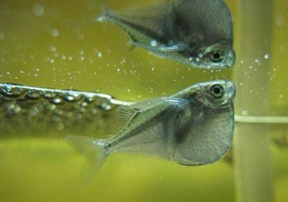 紅綠燈魚和寶蓮燈魚能混養(yǎng)嗎