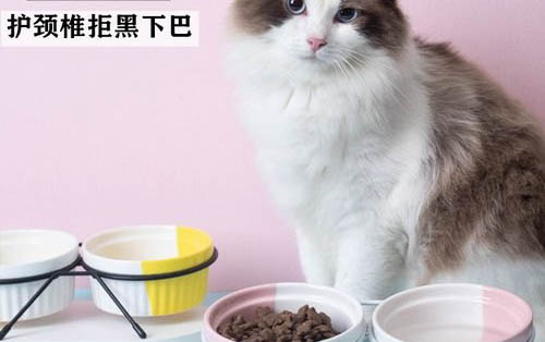 貓咪得了尿結石怎么辦呢